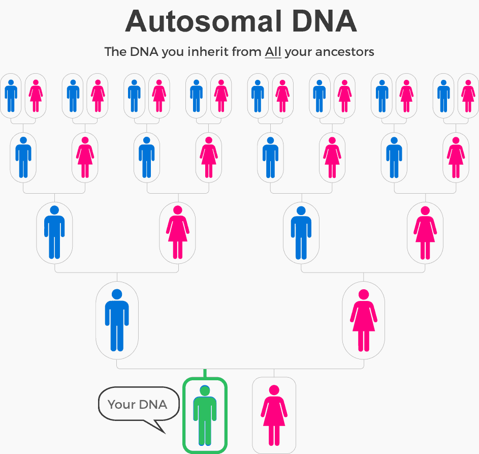 autosomal DNA inheritance chart